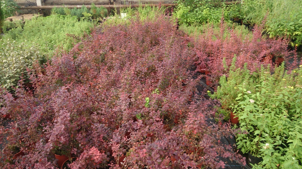 DSC_5073.jpg DSC_5073.jpg