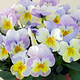 Виола (Фиалка, Анютины глазки) гибридная Карамель Ангел