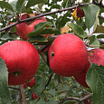 Яблоня Красное раннее