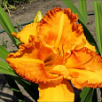 Лилейник гибридный Orange Nassau