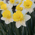 Нарцисс трубчатый Гоблет