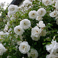 Роза плетистая Клайминг Шнеевиттхен