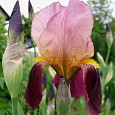 Ирис германский Indian Chief