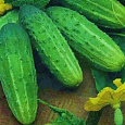 Огурец гибридный F1 Фермер
