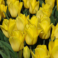 Тюльпан Лилиецветный Ballade Gold