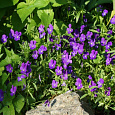 Фиалка рогатая Совершенство фиолетово-голубая