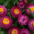 Гелихризум (Бессмертник) Королевский размер перпл ред
