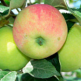 Яблоня  Сергиана Яблоня  Сергиана