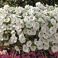 Петуния каскадная Рэмблин Вайт