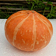 Тыква крупноплодная Улыбка