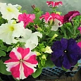 Петуния грандифлора Ультра Микс