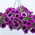 Петуния грандифлора Саксесс 360° Парпл Вейн
