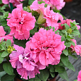 Петуния махровая	Дабл каскад софт пинк