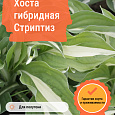 Хоста гибридная Стриптиз