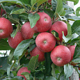 Яблоня Красная горка