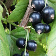 Смородина черная Созвездие