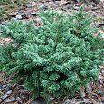 Пихта бальзамическая