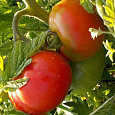 Томат Ранний 83