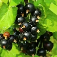 Смородина черная Деликатес