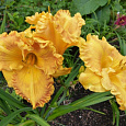 Лилейник гибридный Orange Nassau