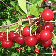 Черешня  Галатея