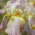 Ирис германский Chantilly Ирис германский Chantilly