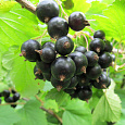 Смородина черная Тамерлан