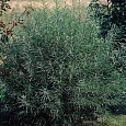 Ива розмаринолистная