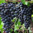 Виноград плодовый Памяти Домбковской