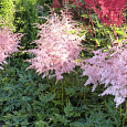 Астильба простолистная Тач оф Пинк Астильба простолистная Тач оф Пинк