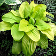 Хоста гибридная Тортилла Чип