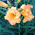 Лилейник гибридный Orange Nassau