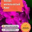 Флокс метельчатый Кинг