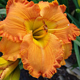 Лилейник гибридный Orange Nassau