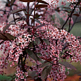 Черемуха обыкновенная Колората