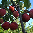 Яблоня Горнист Яблоня Горнист