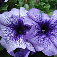 Петуния грандифлора Лимбо Джи Пи Блю Вейнед