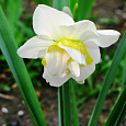 Нарцисс White lion