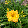 Лилейник гибридный Orange Nassau