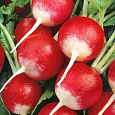Редис Розово-красный с белым кончиком