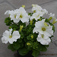 Петуния Фриллитуния вайт