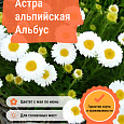 Астра альпийская Альбус
