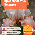 Ирис бородатый Черишед Ирис бородатый Черишед