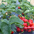 Земляника садовая Элеганс