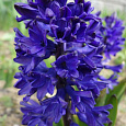 Гиацинт  Blue Saphire