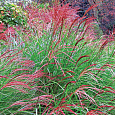 Мискантус китайский Flamingo